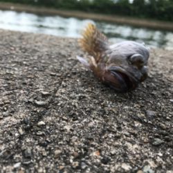 がっしーだけ。