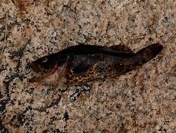 まさかの巨メバル