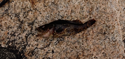 まさかの巨メバル