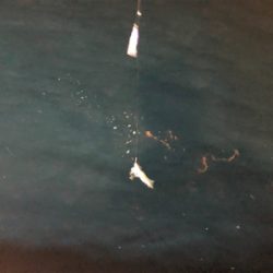 グランブルー　竹野沖　白イカ釣行