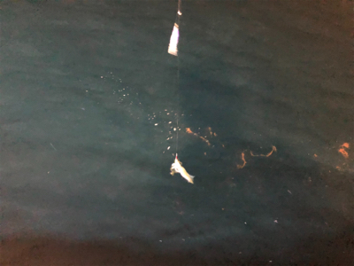 グランブルー　竹野沖　白イカ釣行