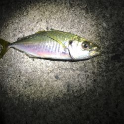 夜のカゴ釣り