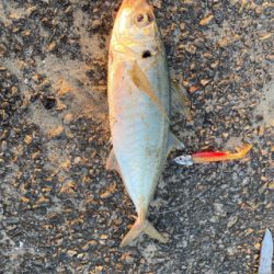 ベイト多すぎて、、。