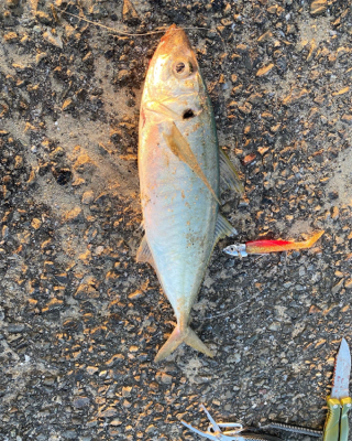 ベイト多すぎて、、。