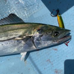 夏のイワシパターン！