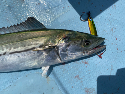 夏のイワシパターン！