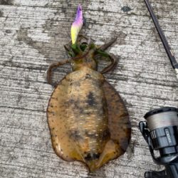 ダメもとで❗️