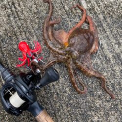 中々の強風に蛸散歩辛し。。