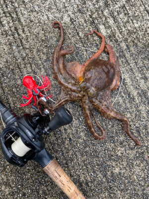 中々の強風に蛸散歩辛し。。