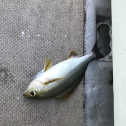 まさかのビック鯛