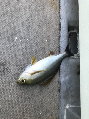 まさかのビック鯛