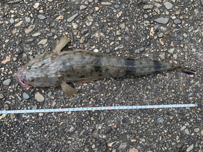 初めての和歌浦漁港