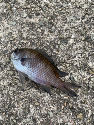 サバが来ましたね