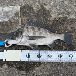 都志でチヌ釣り