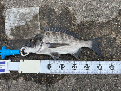 都志でチヌ釣り