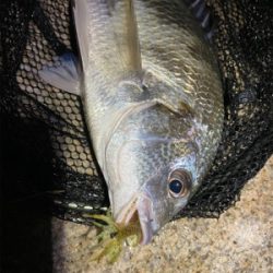 いつまでたってもチニング は難しい