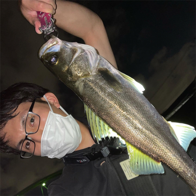 新河岸川　シーバス