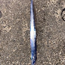 大雨がなければ、、。