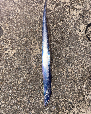 大雨がなければ、、。