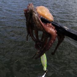 オクトパッシング