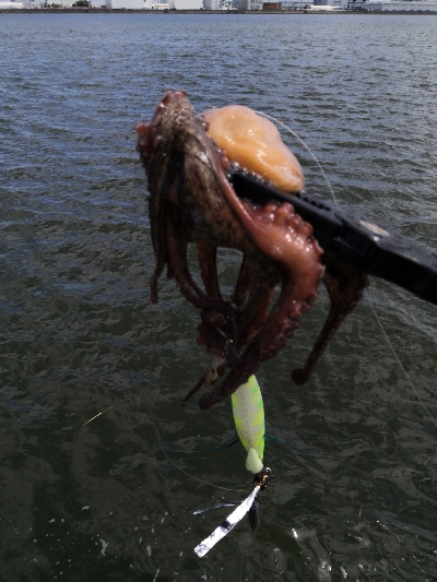 オクトパッシング