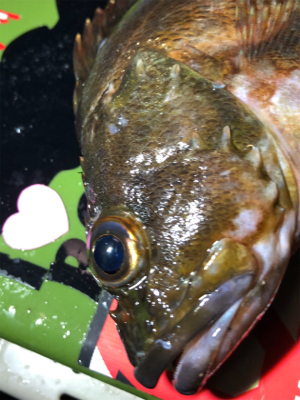 癒しタイム継続中