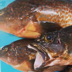 久しぶりのアコウ！