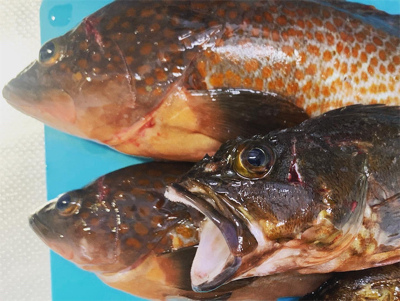 久しぶりのアコウ！