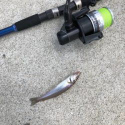 ちょい投げでキス釣り
