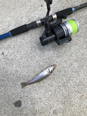 ちょい投げでキス釣り