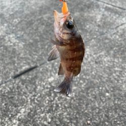 そろそろアコウの季節