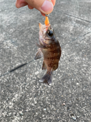 そろそろアコウの季節