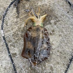 夏だーー！！イカだーー！！