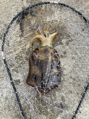 夏だーー！！イカだーー！！