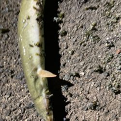 雨のあとのうなぎ釣り