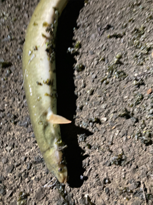 雨のあとのうなぎ釣り