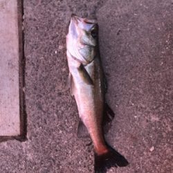 岸壁ジギング！