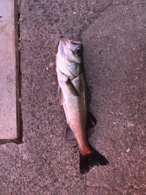 岸壁ジギング！