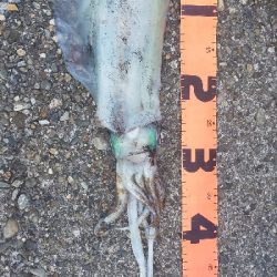 ショアジギ開始までのエギングてアオリイカ！