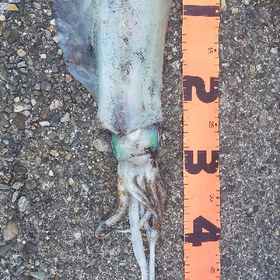 ショアジギ開始までのエギングてアオリイカ！…