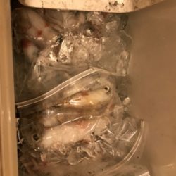 チャーターで楽しく