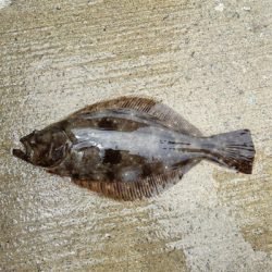 ラッキーヒラメ