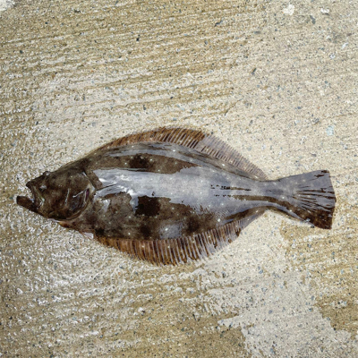 ラッキーヒラメ