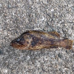 タケノコメバル