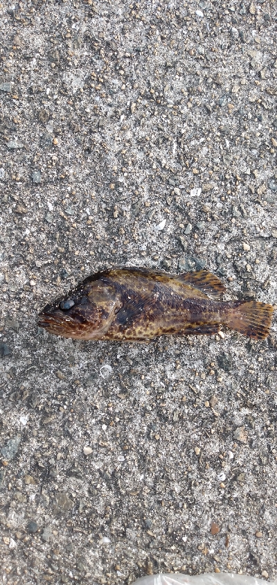 タケノコメバル