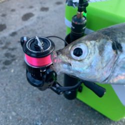 アジングNewリール入魂釣行