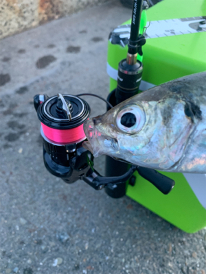 アジングNewリール入魂釣行