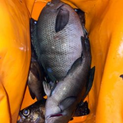 久しぶりの夜釣り