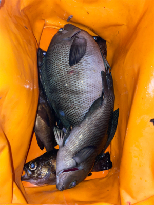 久しぶりの夜釣り