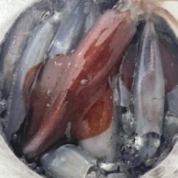 ケンサキ、スルメの現状